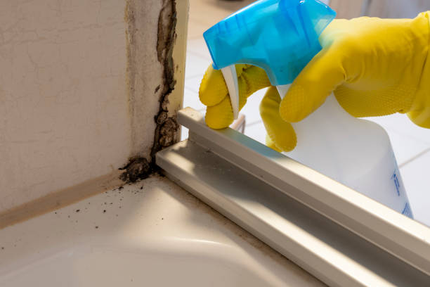 Best Bathroom Mold Remediation in Punta Rassa, FL