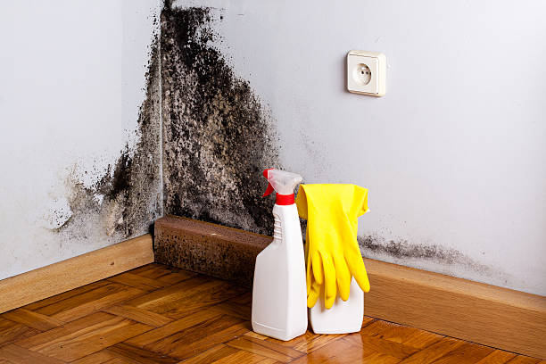 Best Basement Mold Remediation in Punta Rassa, FL